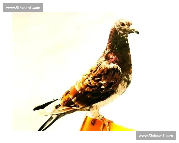 解析体育比赛战术术语全面指南助你理解比赛策略奥秘 - 副本 (3)